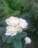 Copy of Fotogr.0043