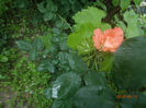 P6130055