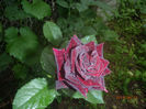 P6130059