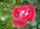P6130061