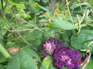 P6130063
