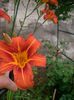 Hemerocallis fulva