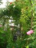 DSC08375