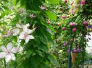 DSC08393