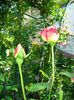DSC08597
