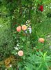 DSC08907