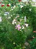 DSC08954