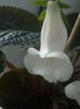 Eumorpha