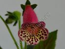 Kohleria Yfs Sweet and Fresh