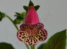 Kohleria Yfs Sweet and Fresh