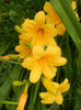 Hemerocallis Stella de Oro (2013, Jun.13)