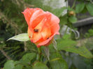 Rose Artistry (2013, June 14)