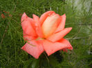 Rose Artistry (2013, June 14)