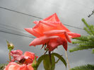 Rose Artistry (2013, June 14)