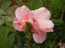 Royal Highness rose, 14jun2013