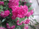 super excelsa