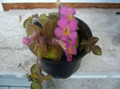 Episcia Cupreata Metalica