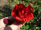 Red Berlin