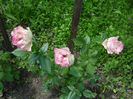 Tourmaline 10.06.2013