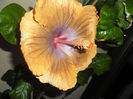 Tahitian Sophistication