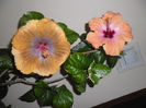 Tahitian Sophistication + Safran