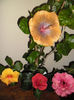 hibiscus grup