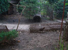 pui tragopan  14.06.2013.