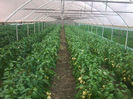 Photo0446
