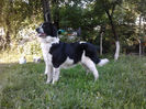 Cora, in asteptarea puiutilor