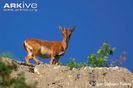 Juvenile-female-wild-goat