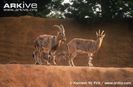 Male-and-female-bezoar-goats