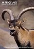 Male-Pyrenean-ibex-bleating