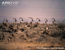 Turkmen-wild-goat-bachelor-herd