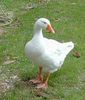 Goose-Image-02