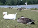 white_goose_and_grey_goose_on_grass_photographs_photos_pictures_1024_x_768