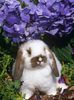 stone-lynn-m-baby-holland-lop-eared-rabbit-amongst-hydrangeas-usa