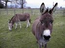 Donkey wallpapers 6