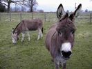 Donkey wallpapers 6