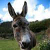 Donkey-HD-wallpaper-715579