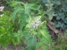 monarda