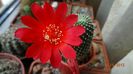 Rebutia krainziana