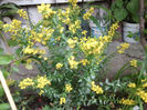 cytisus