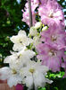 delphinium