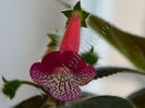 Kohleria Designer s Jewel Case