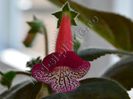 Kohleria Designer s Jewel Case
