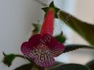 Kohleria Designer s Jewel Case
