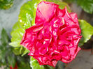 DSCN4406