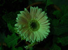 DSCN4417
