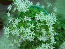 DSCN4419