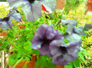 DSCN4427